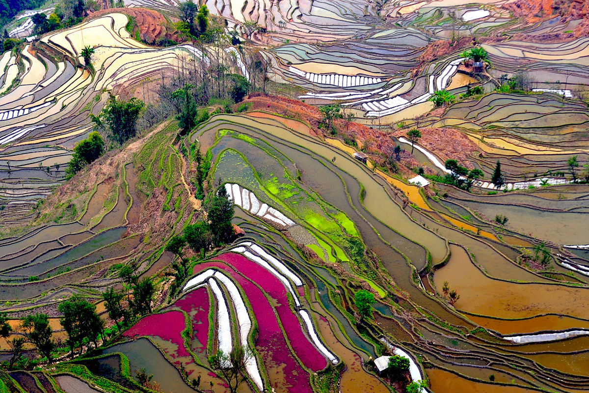 Yuanyang Terrassen