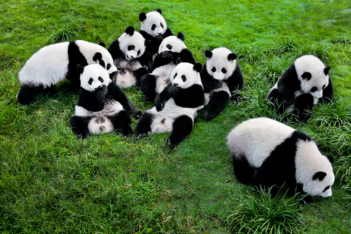 Panda in Chengdu