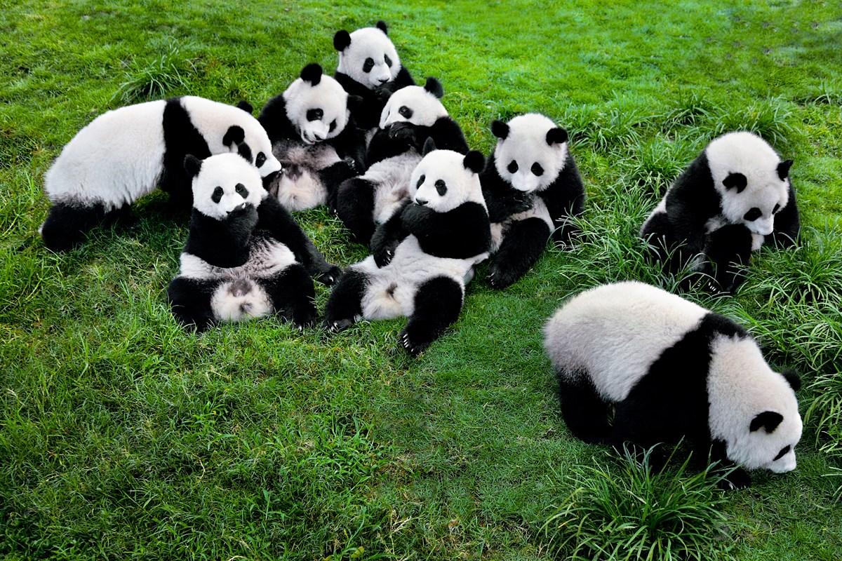 Panda in Chengdu
