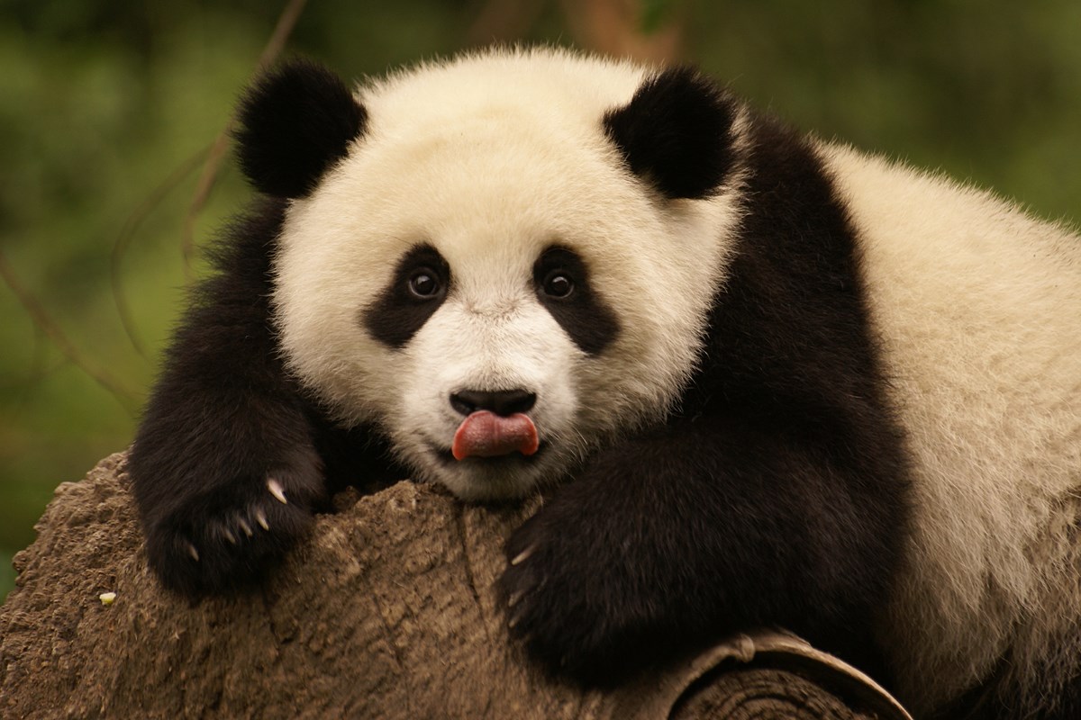 Panda in Chengdu