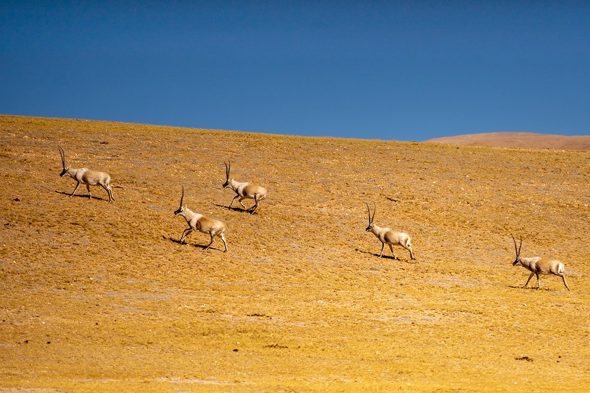 Antilopen in Nordtibet Qiangtang