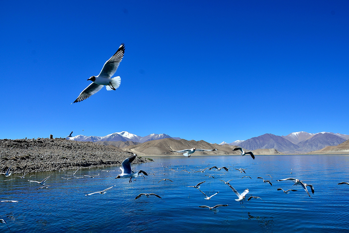 Bangong Tso See