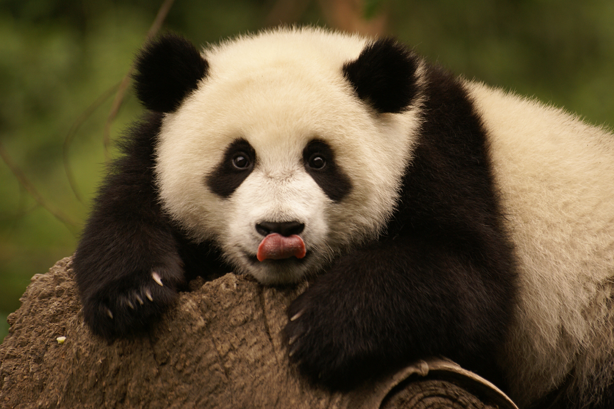 Panda in Chengdu