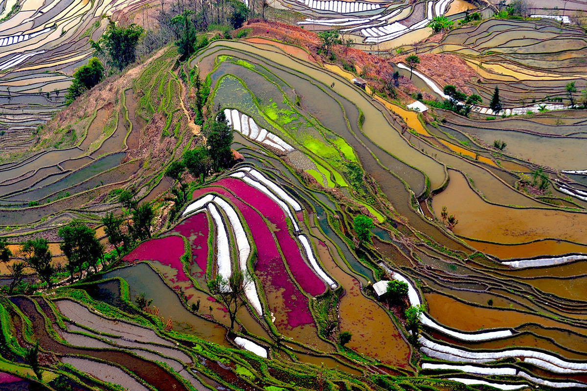 Yuanyang Terrassen