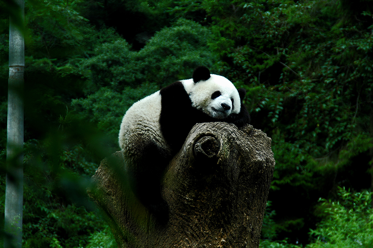 Panda