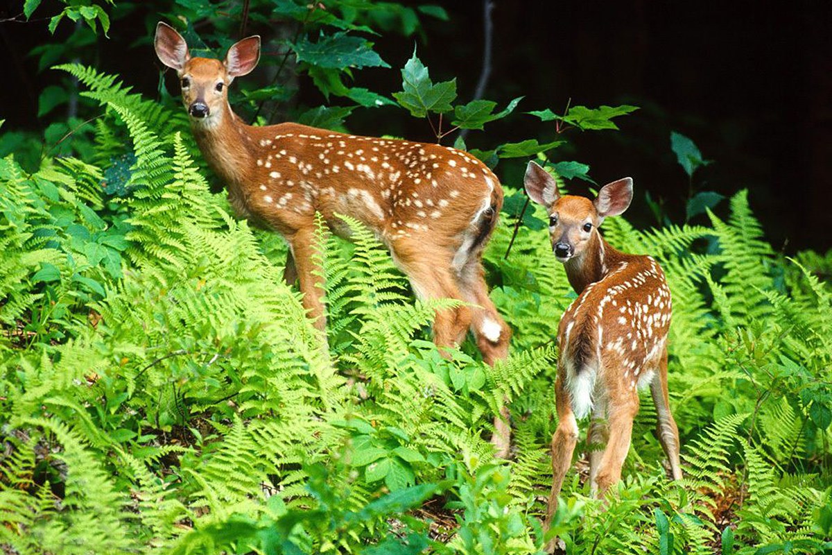 Sika-Hirsch im Tiebu Naturschutzgebiet