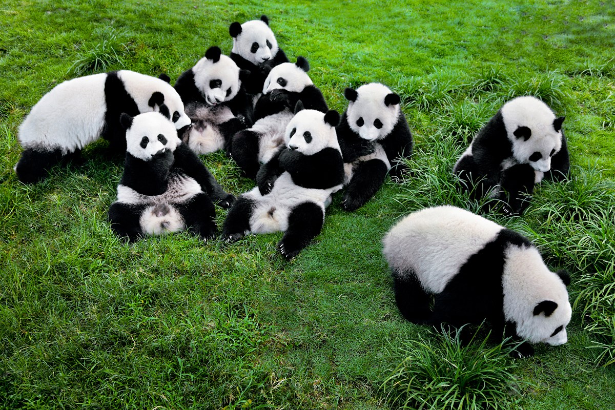Panda
