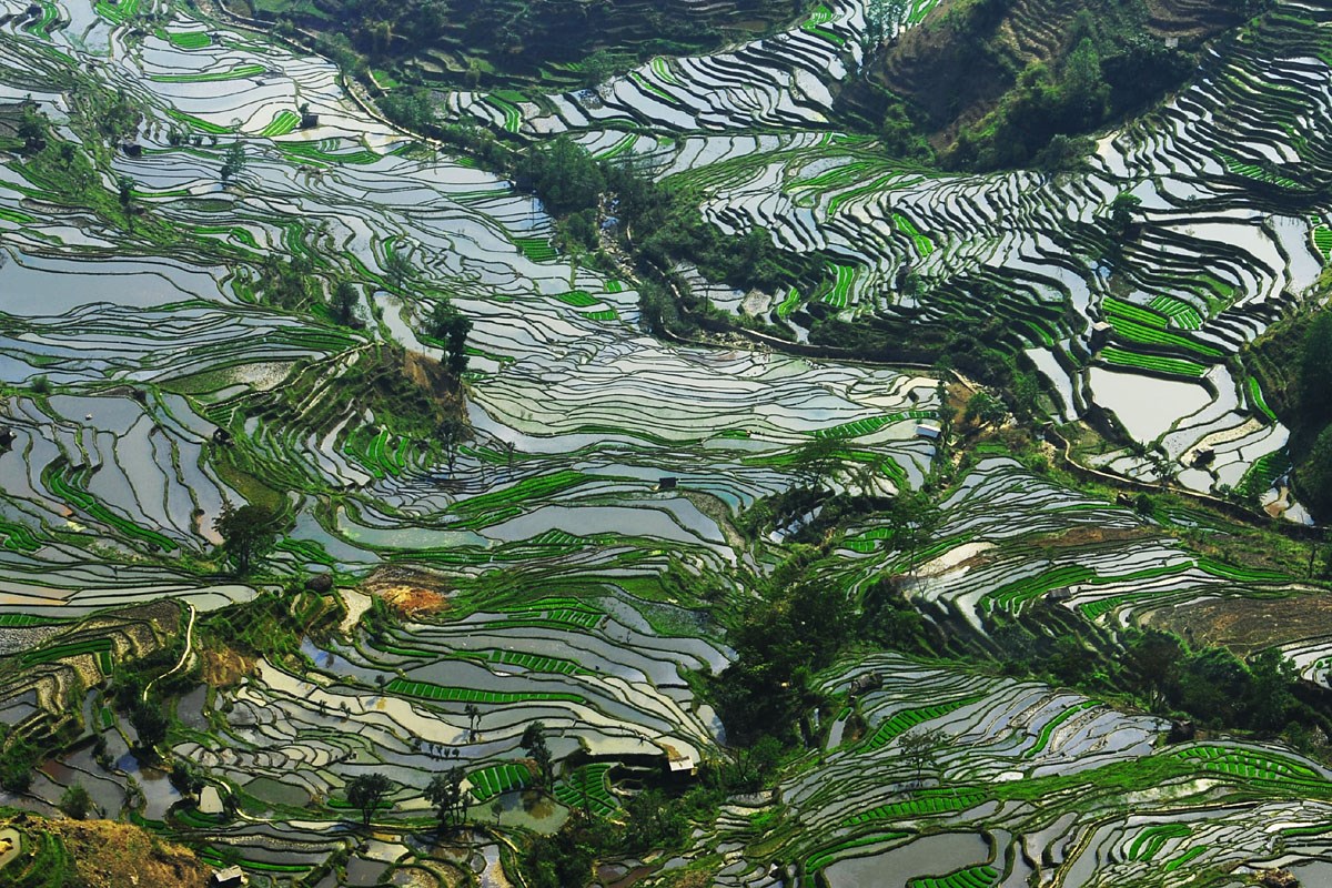 Yuanyang Terrassen
