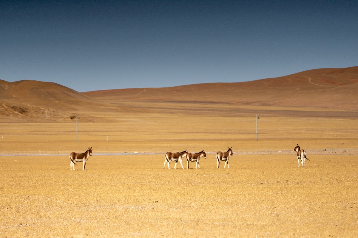 Wildesel in Nordtibet Qiangtang